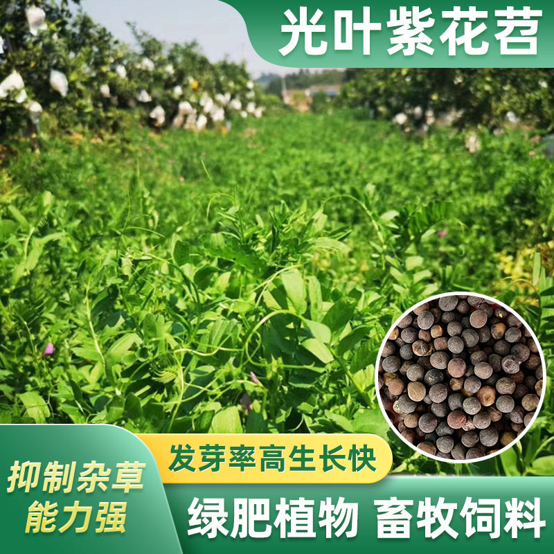紫云英 四川基地批发牧草绿肥箭舌豌豆 光叶紫花苕箭筈舌豌豆种籽多少钱