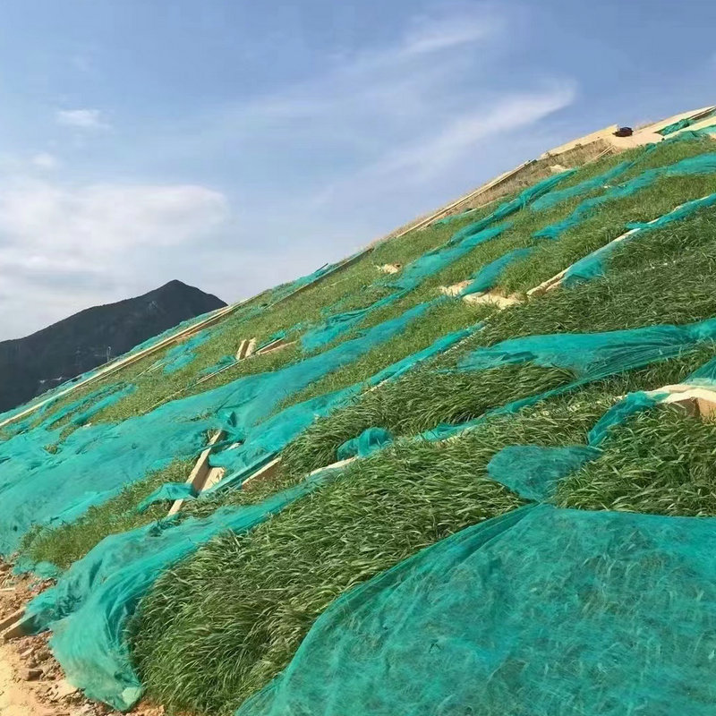 护坡种籽 四川成都批 发老芒麦 喷播矿山修复沙化黑麦草高羊茅混合批发