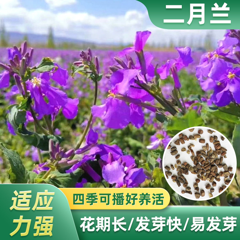 成都厂家批发光叶紫花毛苕子紫云英绿肥箭舌豌豆种子草籽量大优惠厂