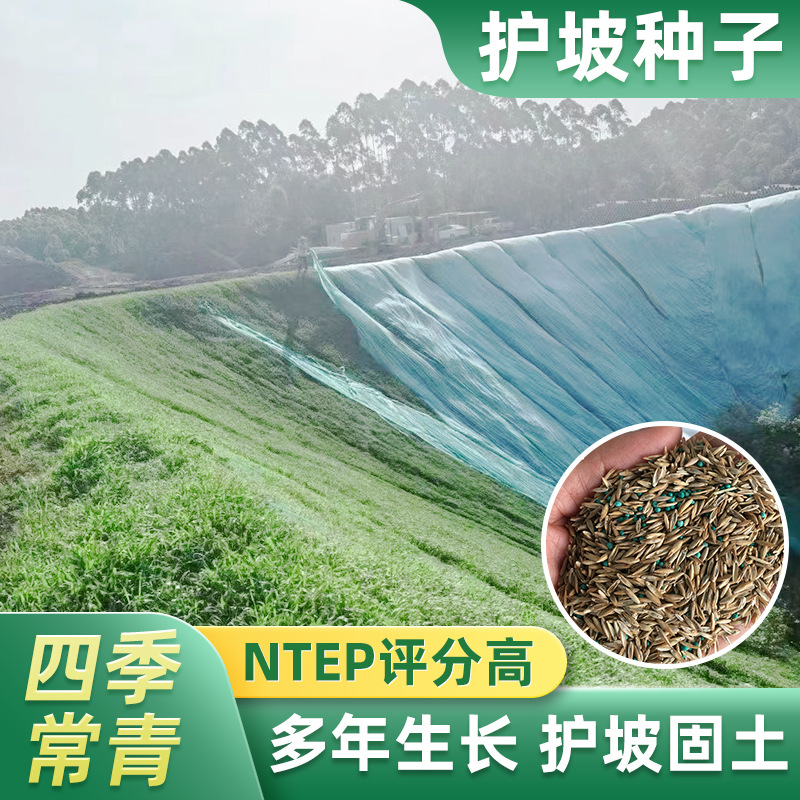 护坡种籽 四川成都批发老芒麦 喷播矿山修复沙化黑麦草高羊茅混 合厂