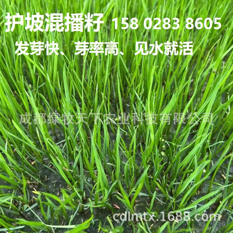 护坡种籽 四川成都批  发老芒麦 喷播矿山 修复沙化黑麦草高羊茅混合批发商
