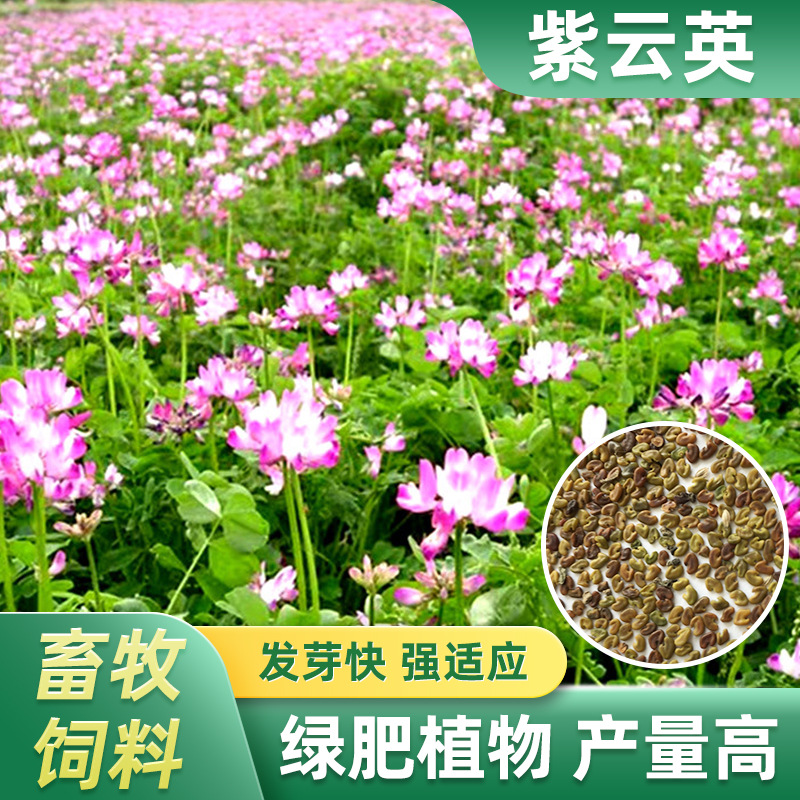 紫云英 四川基地批发牧草绿肥箭舌豌豆 光叶紫花苕箭筈舌豌豆种籽批发商