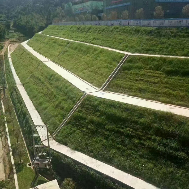 护坡种籽 四川成都批发老芒麦 喷播矿山修复沙化黑 麦草高羊茅混合价格
