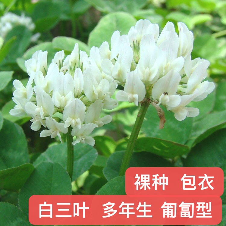 白三叶种籽四川成都批发牧草坪多年生匍匐型见绿快常绿红绛三叶多少钱