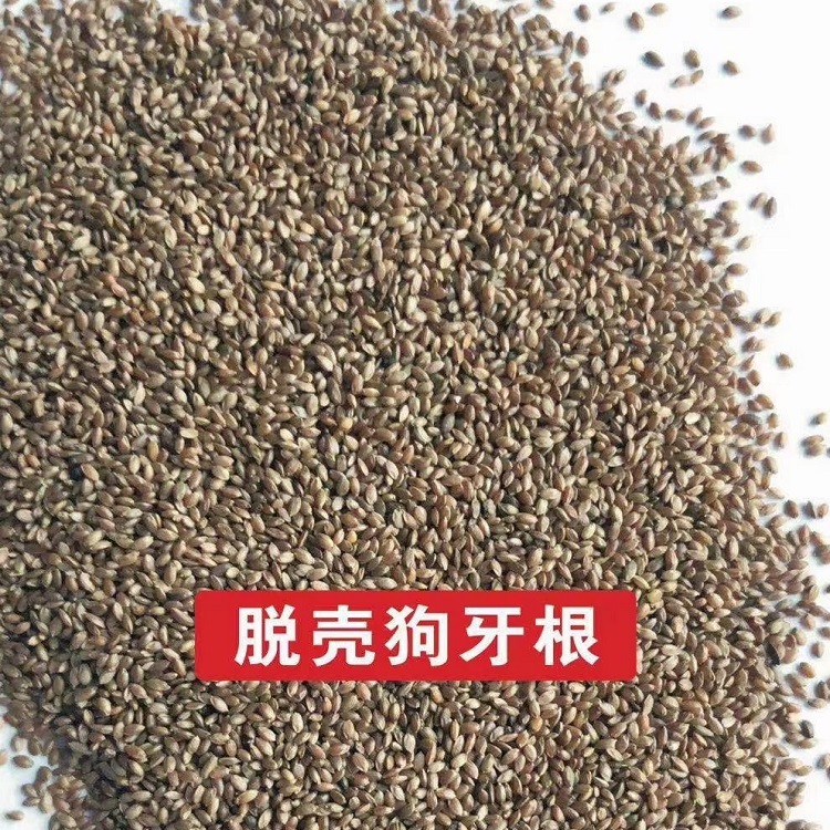 狗牙根四川批发台湾二号高级小区结缕草百慕达马尼拉高羊茅种子厂家