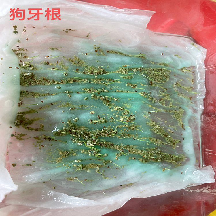 狗牙根四川批发台湾二号高级小区结缕草百慕达马尼拉高羊茅种子厂商