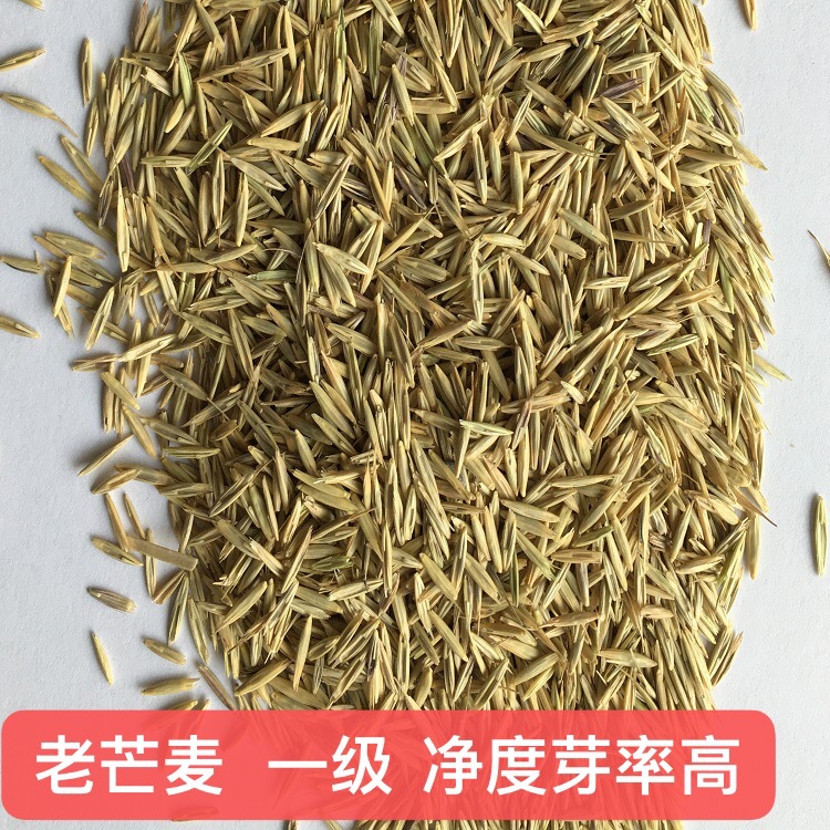 披碱草牧草种子 四川成都批发多年牧草 耐旱耐寒高海拔西藏老芒麦厂商