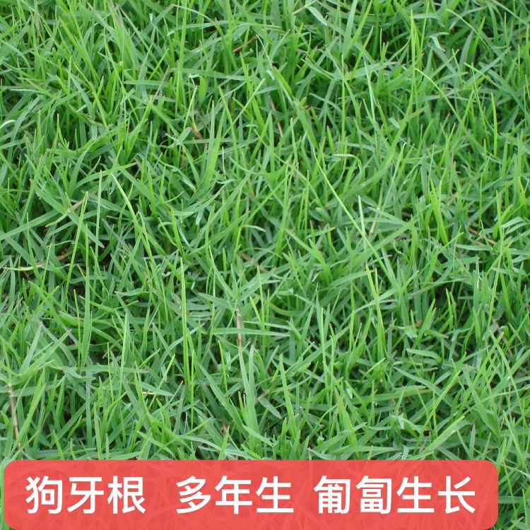 狗牙根四川批发台湾二号高级小区结缕草百慕达马尼拉高羊茅种子批发