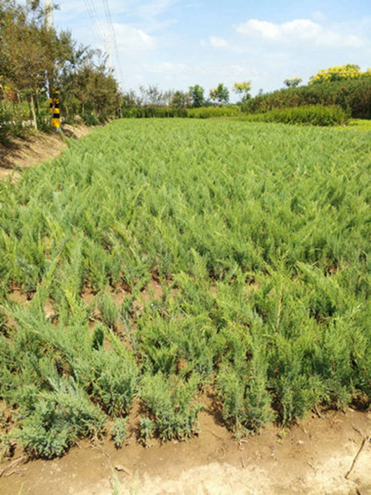 沙地柏 耐寒耐旱植株健壮品种正宗