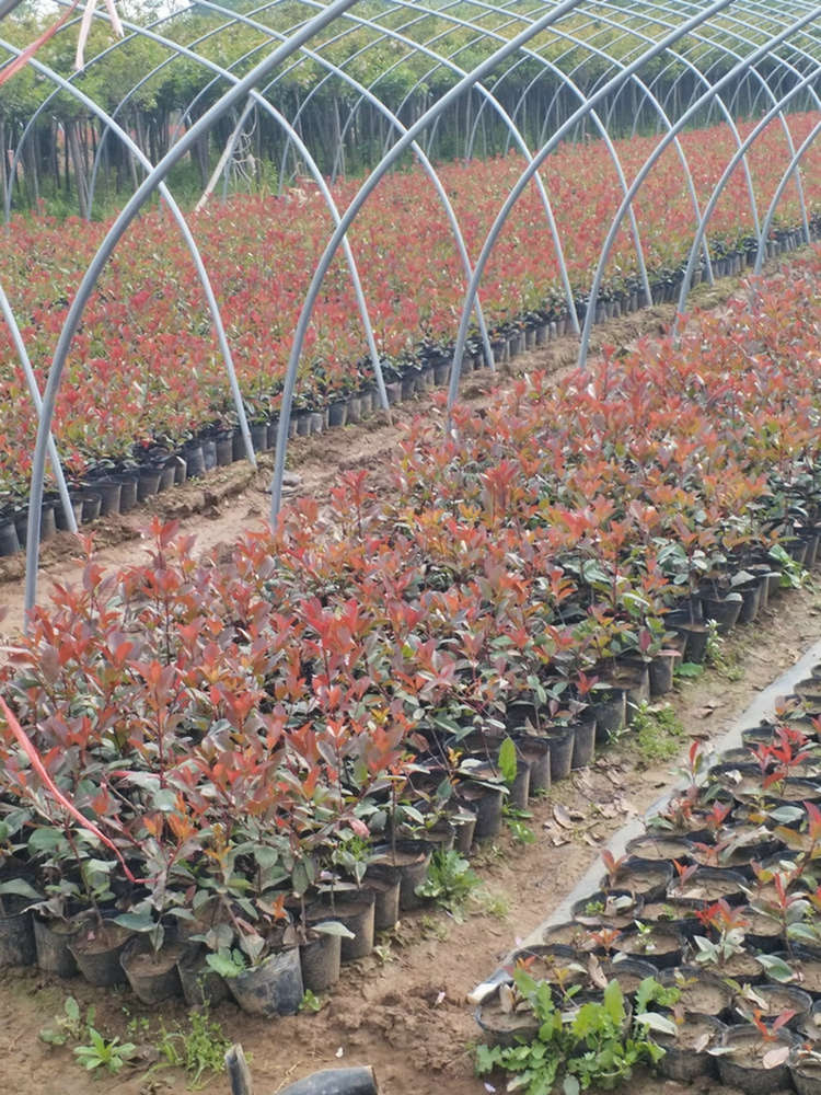 红叶石楠 5公分-8公分-10公分-12公分 红叶石楠球 带土发货