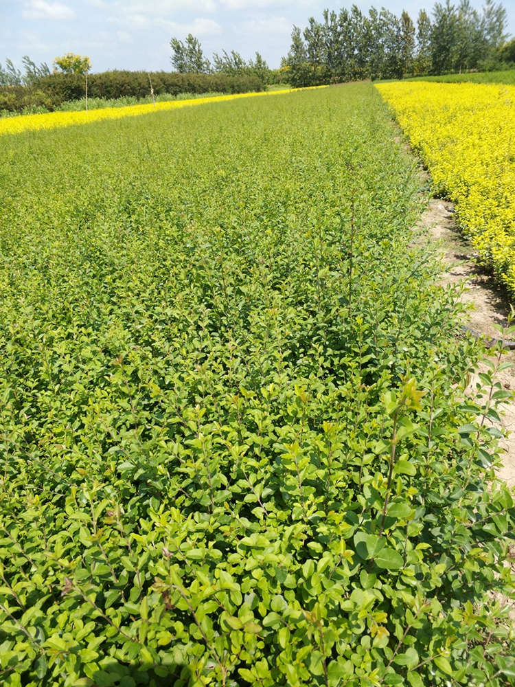 小叶女贞 小叶女贞球 大小规格齐全苗圃基地