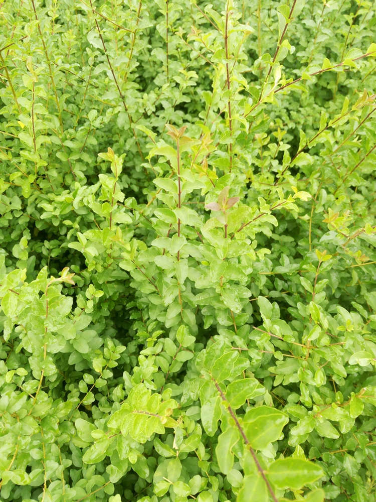 小叶女贞 小叶女贞球 造景绿化球形灌木耐寒耐旱