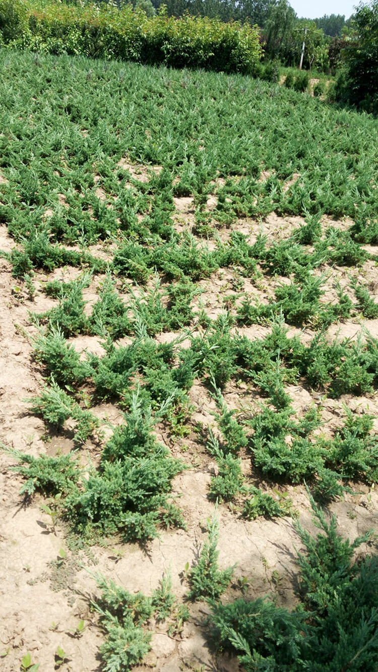 地柏 爬地柏 铺地柏 绿化工程四季常青庭院