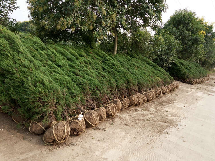 蜀桧 塔柏 基地现挖大量出售园林景区绿化风景树