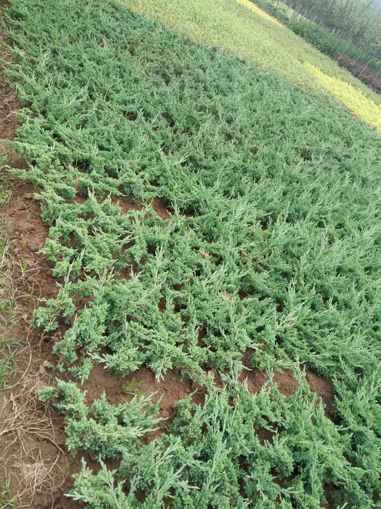 地柏 爬地柏 铺地柏 基地现挖出售土球发货根系保留完整