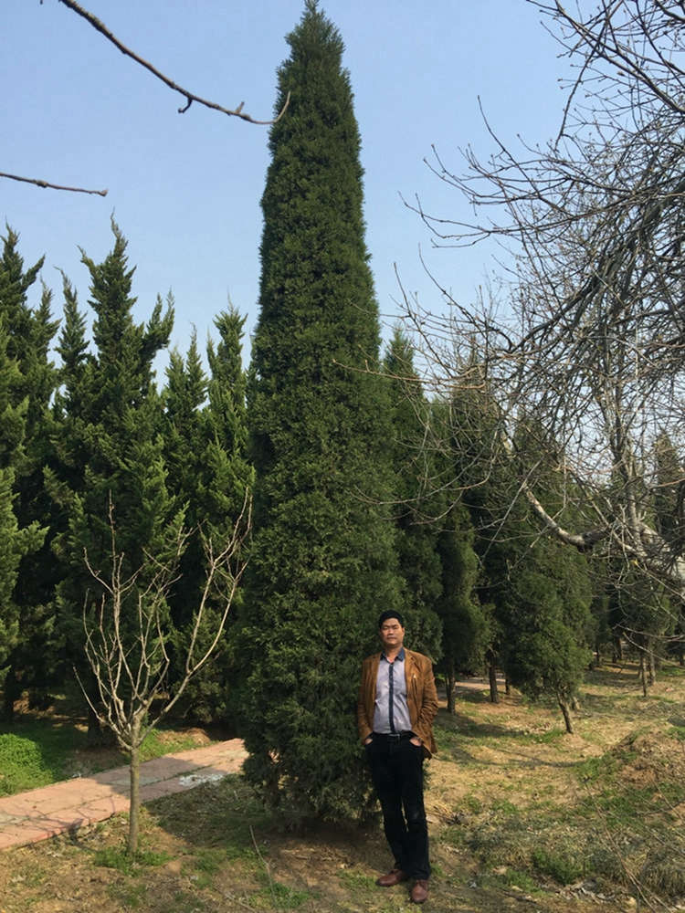 蜀桧 塔柏 四季常青耐寒耐修剪 大小规格树苗