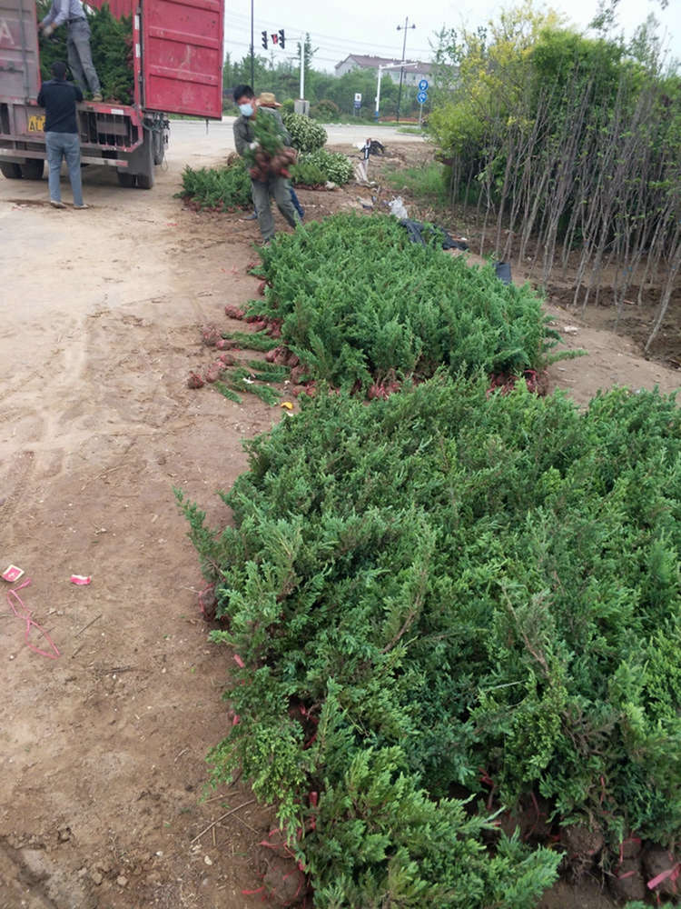 地柏 爬地柏 铺地柏 防风固沙造林工程 湿地公园绿化