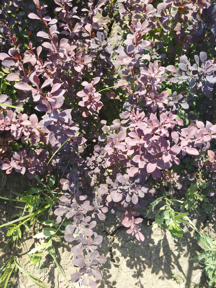 紫叶小檗 红叶小檗 园林绿化小苗 适应性好喜阳耐半阴