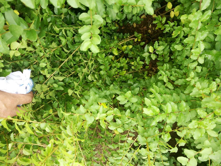 小叶女贞 小叶女贞球 造型球 耐修剪维护简单 美宗园林