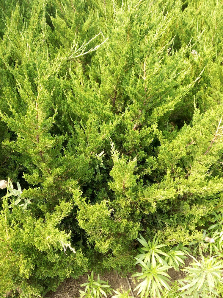 龙柏 龙柏球 苗圃现挖出售适应性强园林景区工程绿化