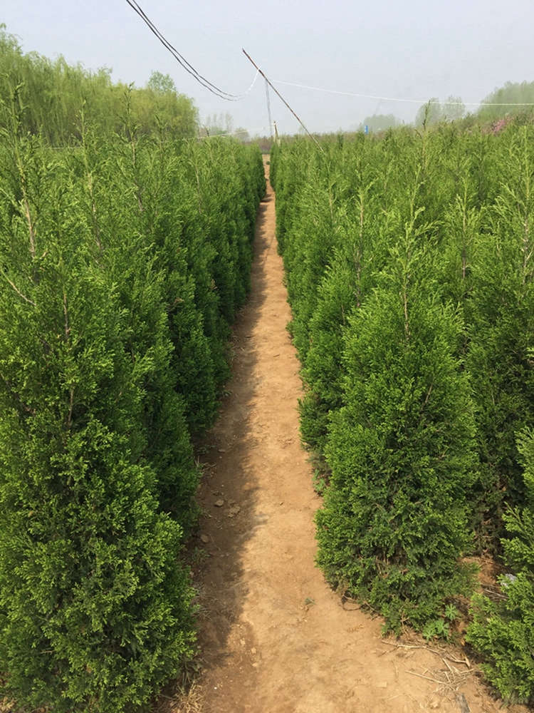 蜀桧 塔柏 工地用苗 蜀桧 种植指导 墙垣内外