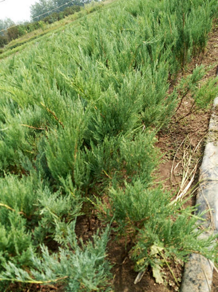 沙地柏 根系发达 移植易活 经久耐用