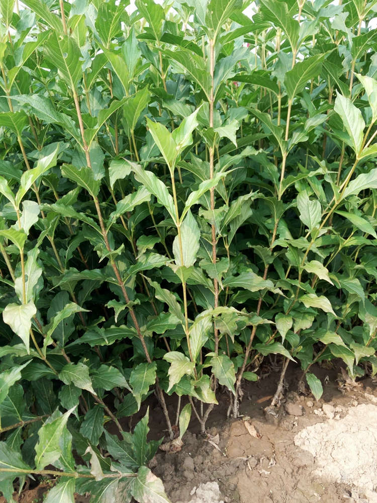 红王子锦带 落叶花灌木 现挖现发市政公园户外绿篱绿化花卉