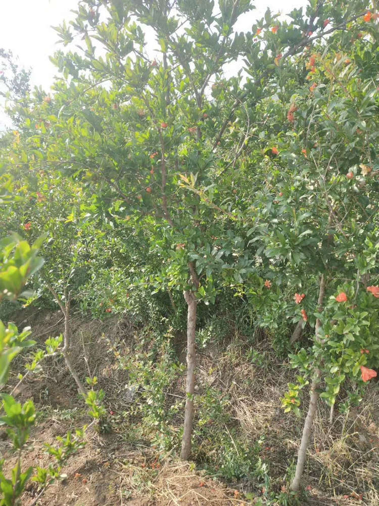 花石榴 果石榴树 源头基地现挖出售规格齐全