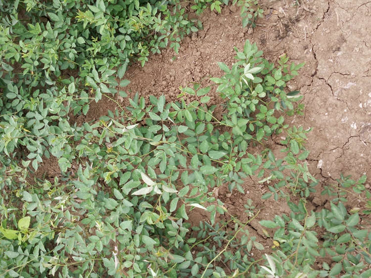 蔷薇 园林绿化工程 修剪造型 美宗园林