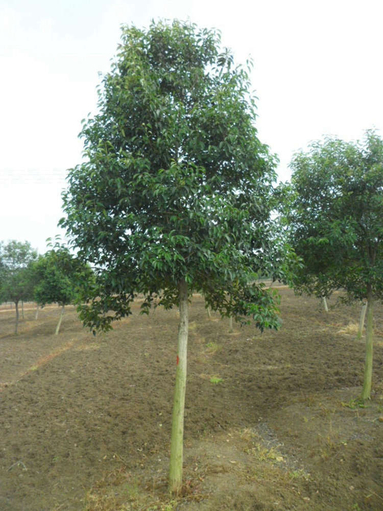 大叶女贞 高杆女贞 工程绿化苗木 健壮绿篱绿化苗木