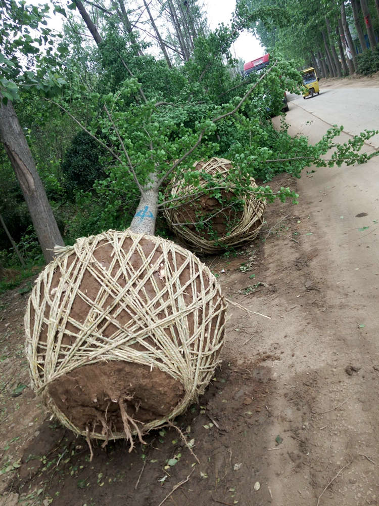 银杏 银杏树 工程绿化苗木 健壮绿篱绿化苗木