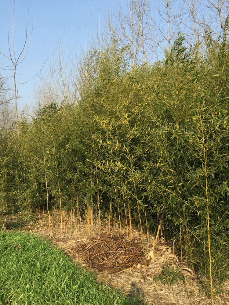 金镶玉竹 基地直售 带土球发货 美宗园林耐修剪