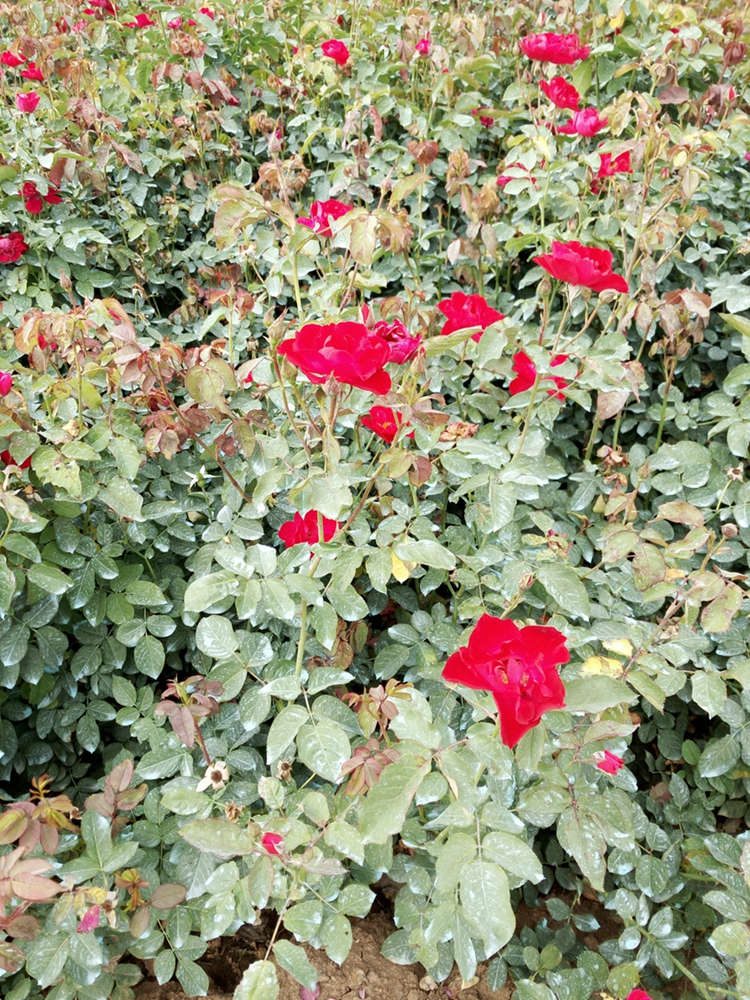 红帽月季 工程绿化苗木 健壮绿篱绿化苗木