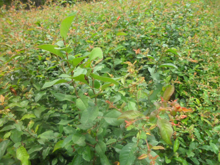 贴梗海棠 铁杆海棠 绿化苗木批发 基地直售