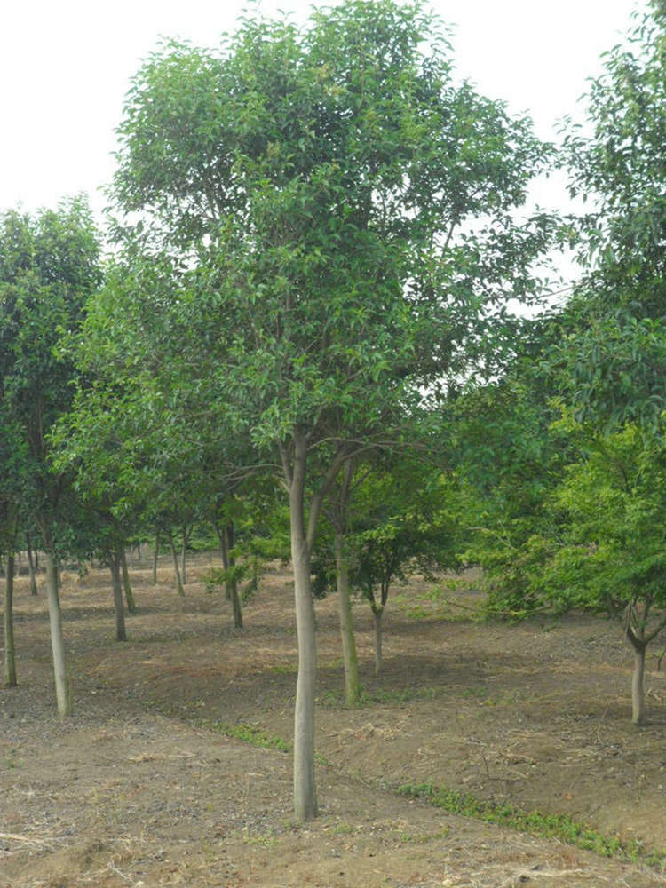 大叶女贞 高杆女贞 源头基地现挖出售规格齐全