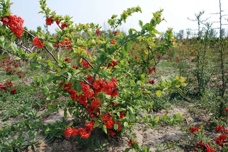 贴梗海棠 铁杆海棠 工程绿化苗木 健壮绿篱绿化苗木