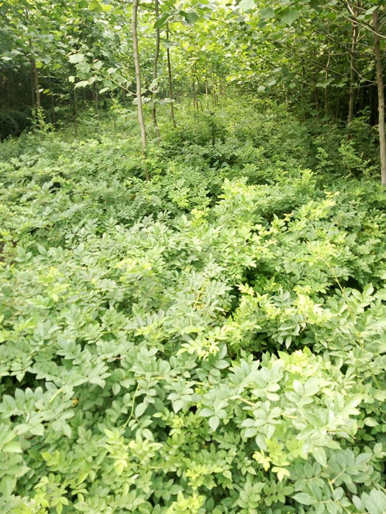 蔷薇 源头基地现挖出售规格齐全