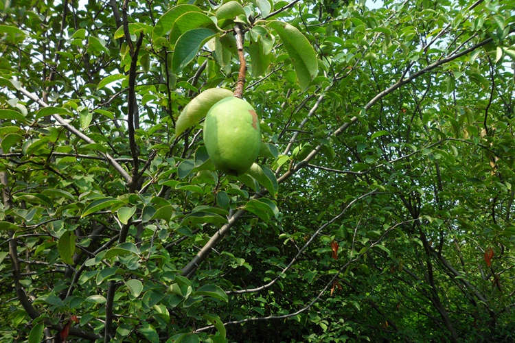 木瓜 木瓜海棠 源头基地现挖出售规格齐全