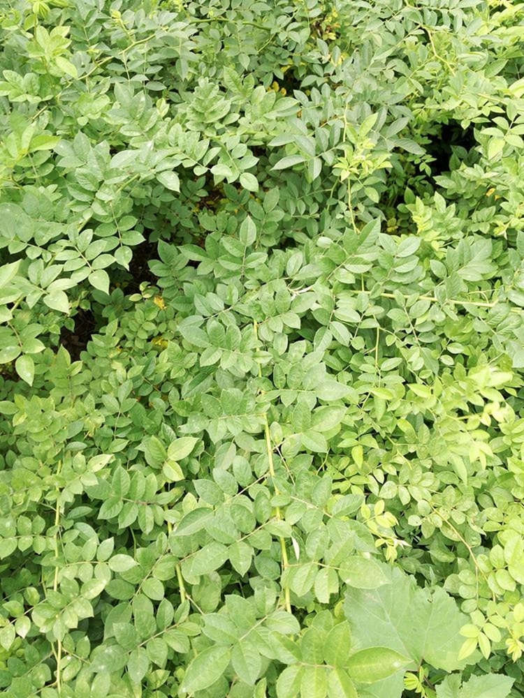 蔷薇 基地直售 各种规格 美宗园林