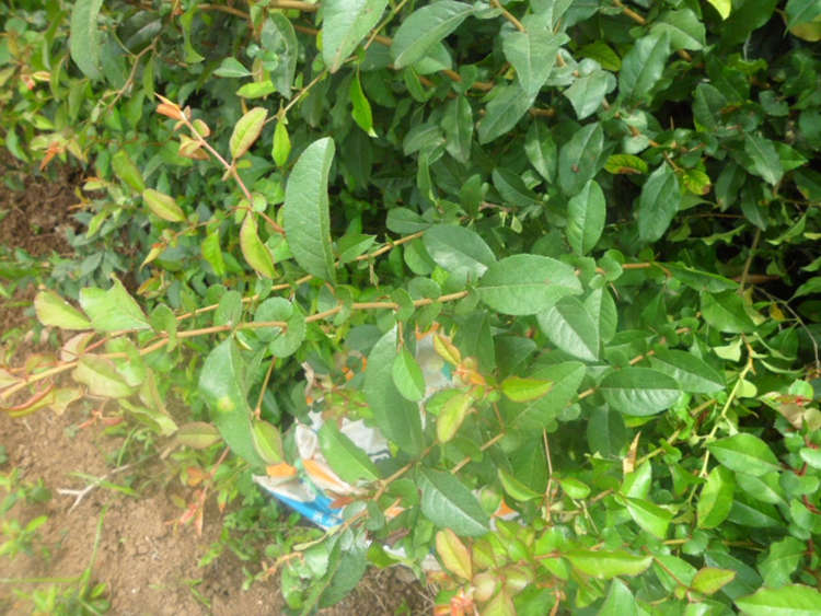 贴梗海棠 铁杆海棠 基地直售 各种规格 美宗园林