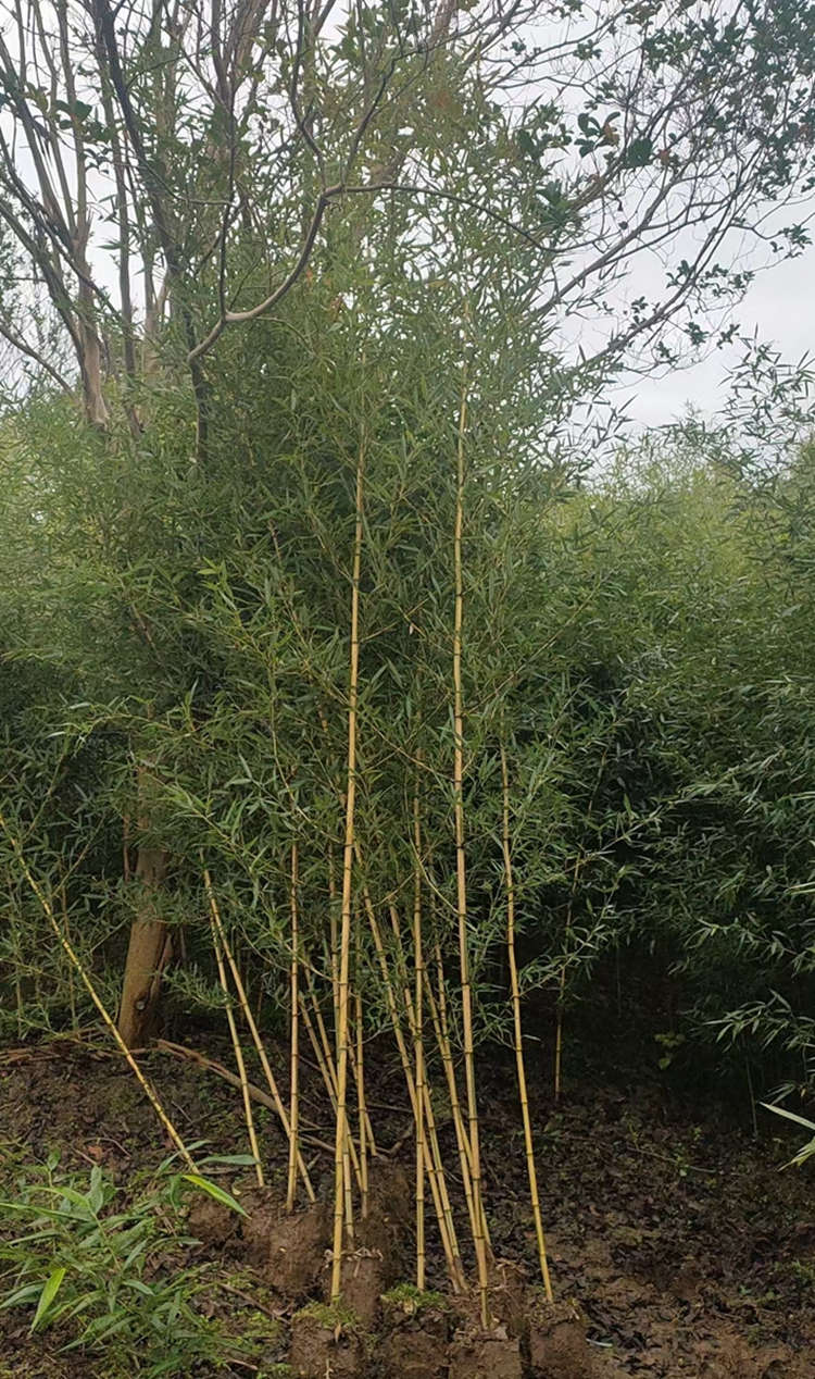 金镶玉竹 工程绿化苗木 健壮绿篱绿化苗木