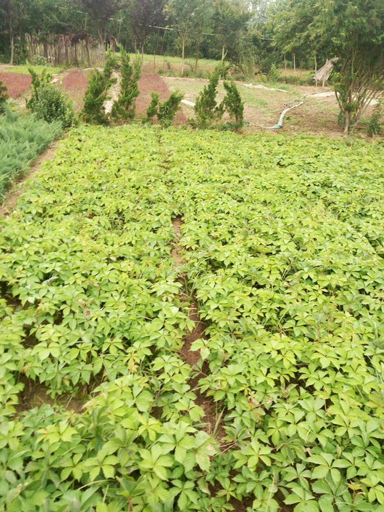 爬山虎 五叶地锦 园林绿化工程 修剪造型 美宗园林