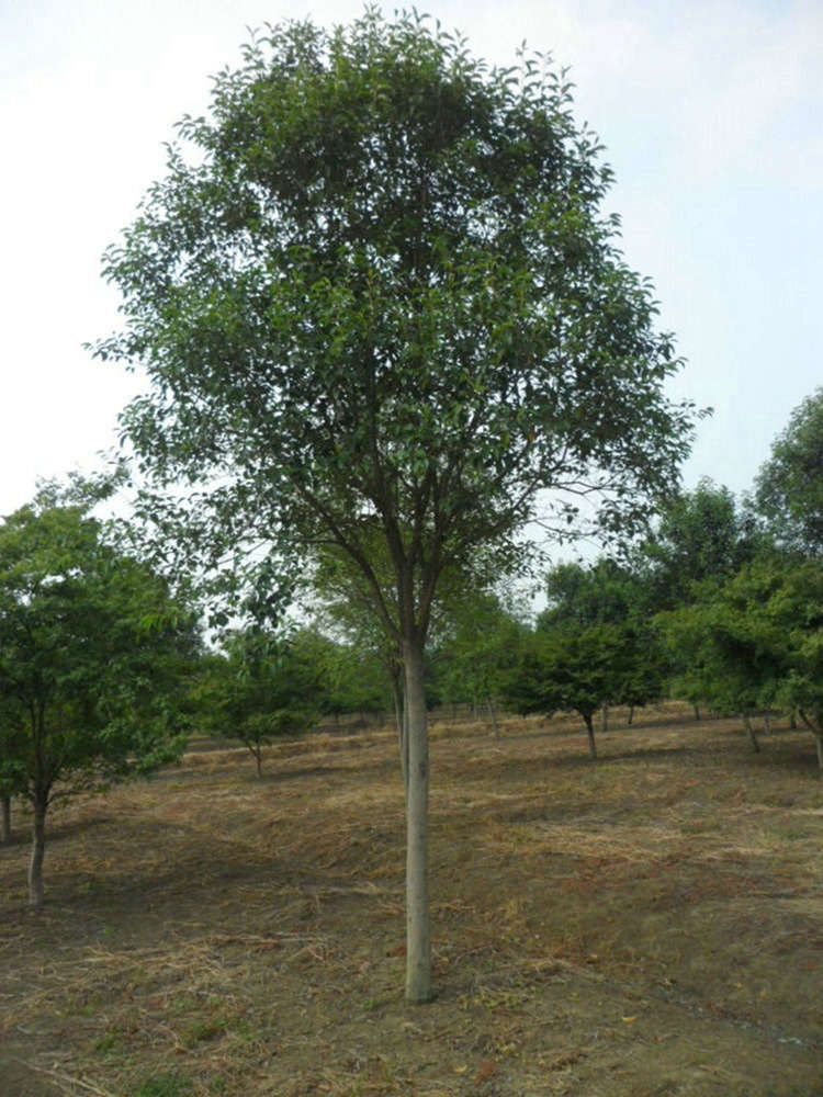 大叶女贞 高杆女贞 绿化苗木批发 基地直售