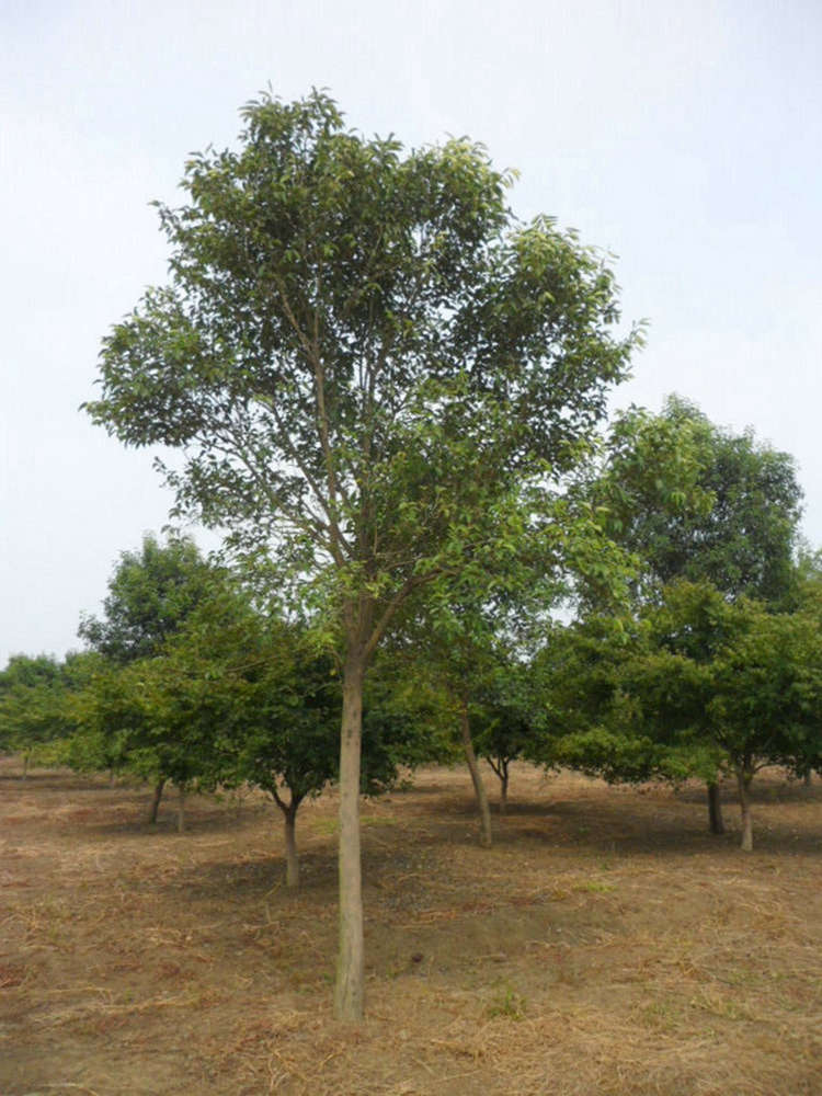 大叶女贞 高杆女贞 精品苗木 园林绿化工程 易成型