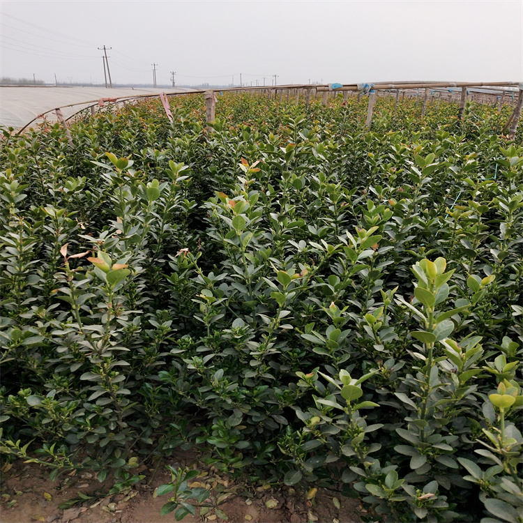 大叶黄杨 市政绿化