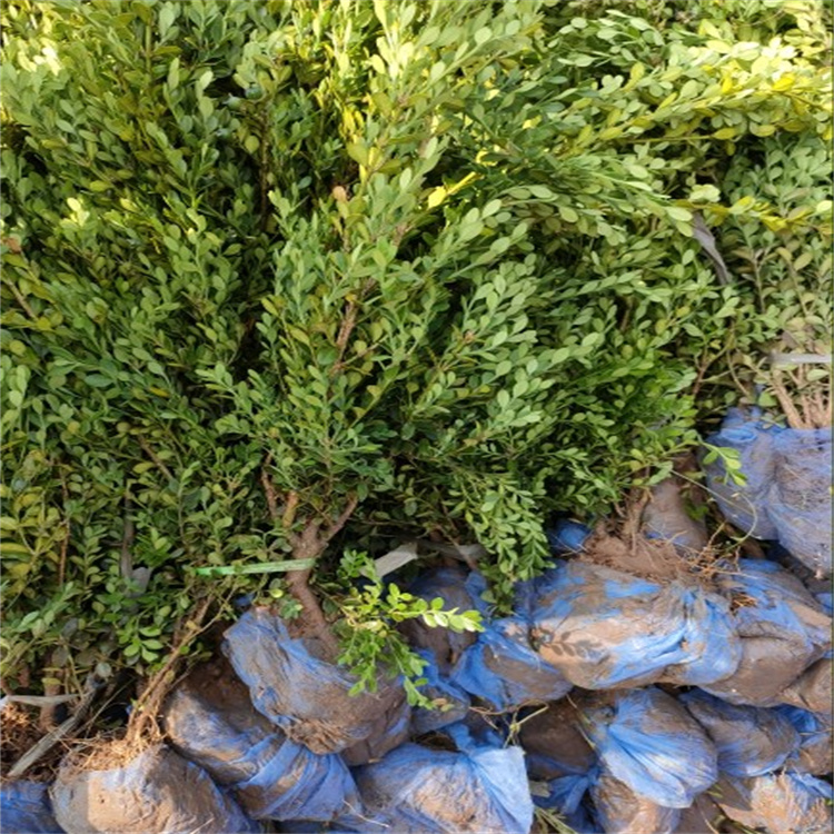 朝鲜黄杨 市政绿化