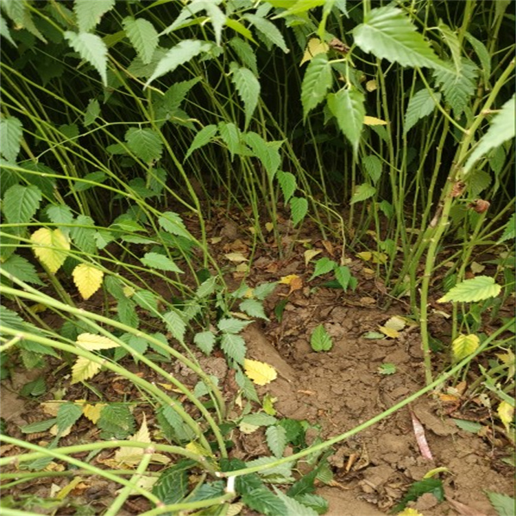 棣棠 园林栽种观赏