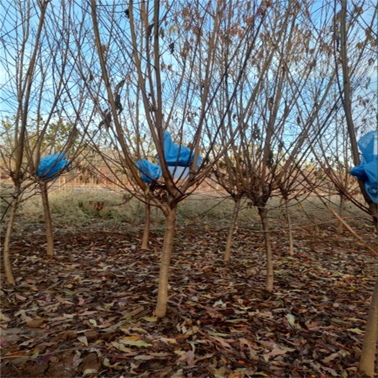 红叶碧桃市政绿化