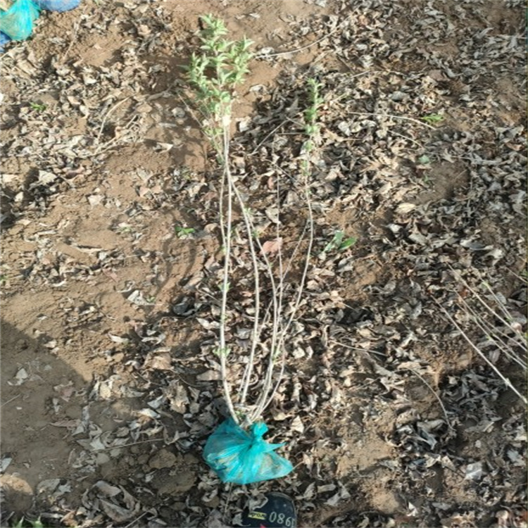 红王子锦带基地直销