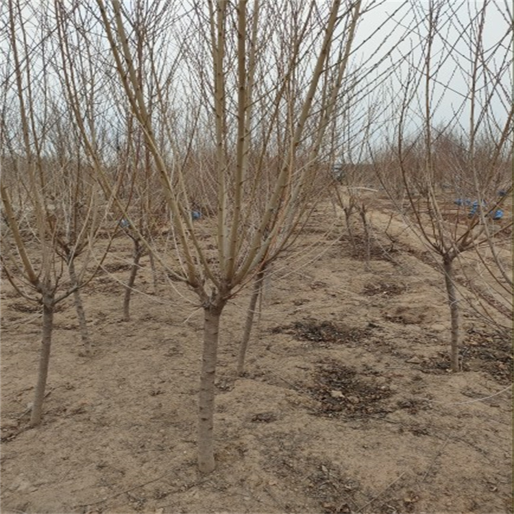 红叶碧桃苗木基地